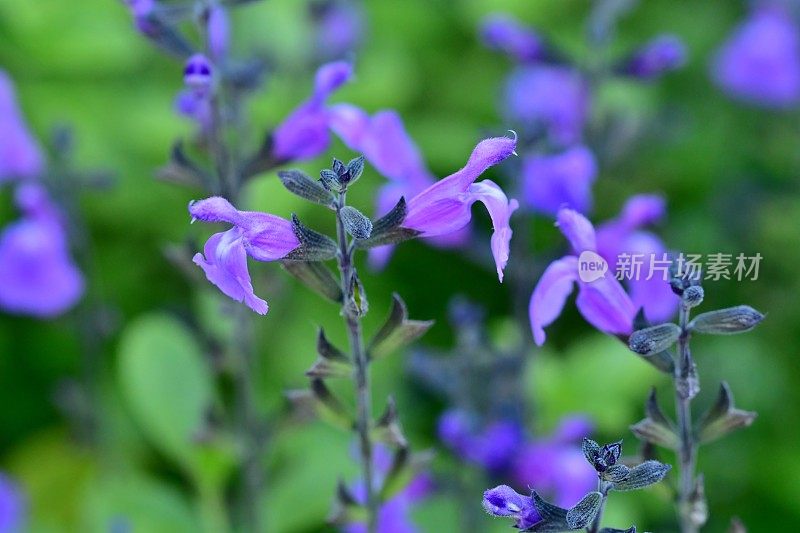 小叶鼠尾草/鼠尾草:蓝色花朵